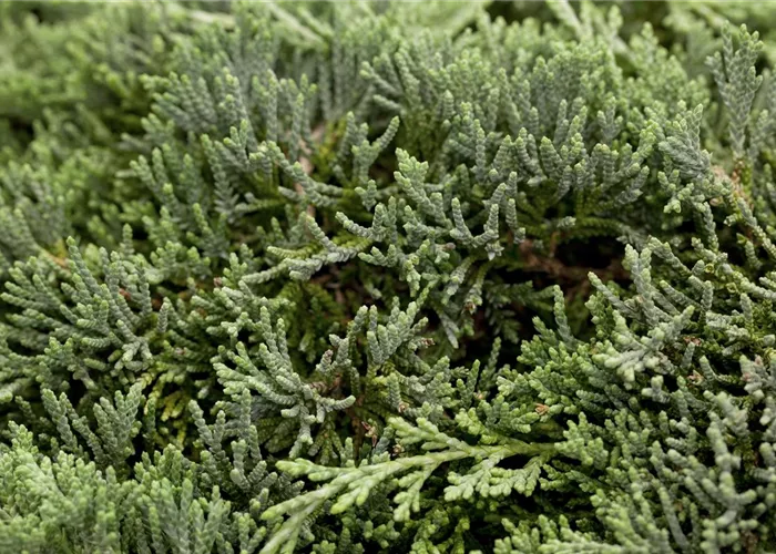 Juniperus horizontalis 'Icee Blue' Juniperus horizontalis 'Icee Blue'