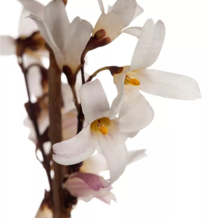 Forsythia des neiges