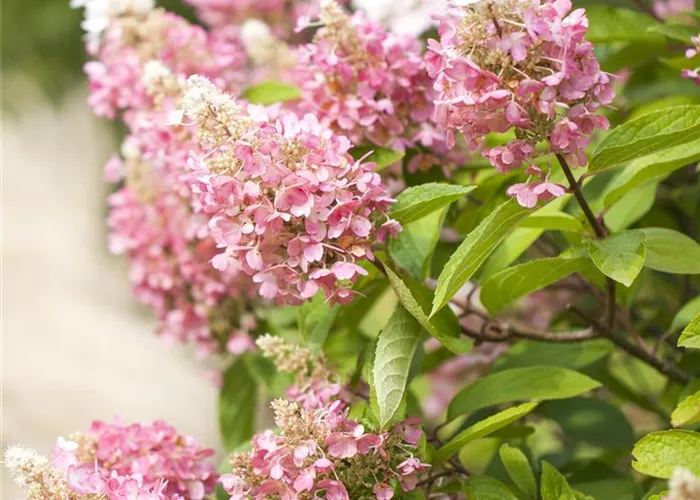 Hydrangea paniculata 'Pinky Winky' Hydrangea paniculata 'Pinky Winky'