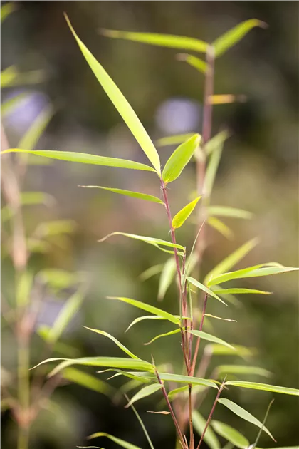zimmerpflanzen gummibaum Gummibaum 'Robusta' XXL-Größe kaufen