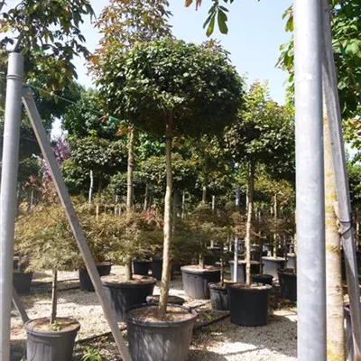 Hochstamm mit Ballen Stammumfang 10 - 12cm - Feldahorn - Acer campestre 'Nanum'