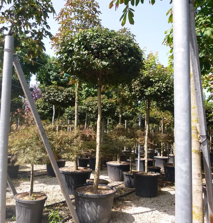 Feldahorn - Acer campestre 'Nanum'