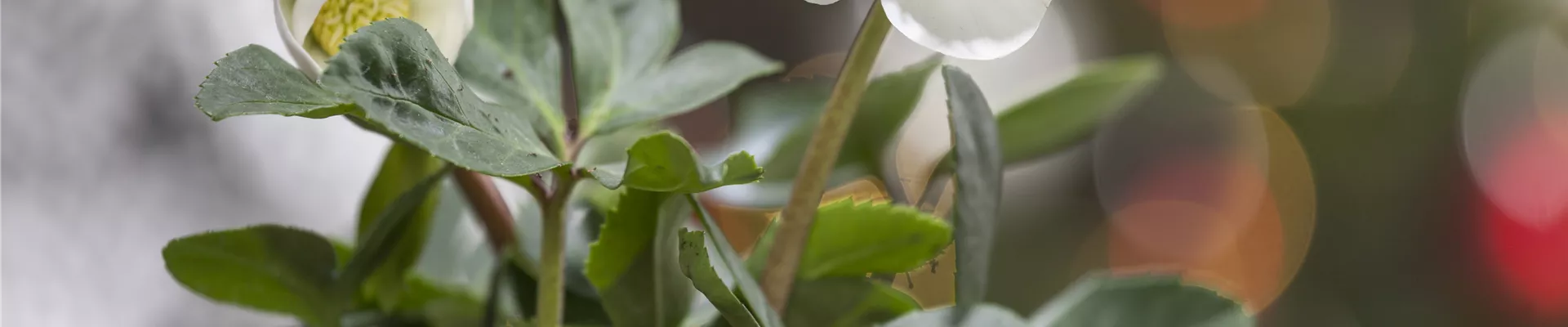 Bodendecker online kaufen | Bauer Baumschulen AG Bodendecker online kaufen | Bauer Baumschulen AG