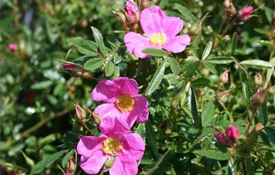 Rosa nitida