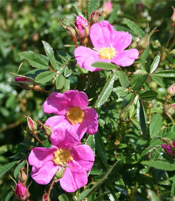 Rosa pendulina