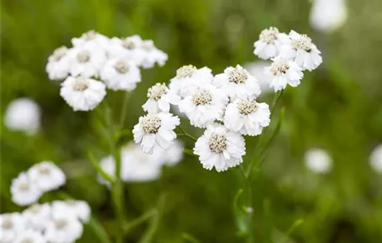 Achillea ptarmica 'The Pearl'