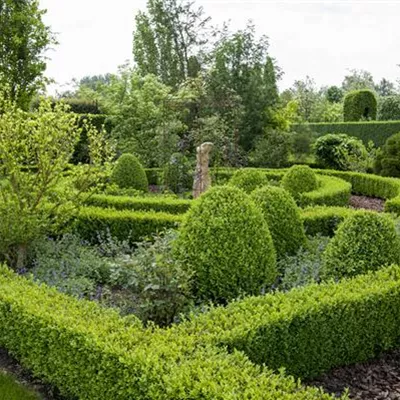 Einfassungspflanze Höhe 10-15cm - Buchsbaum zur Einfassung - Buxus sempervirens Einfassungspflanze