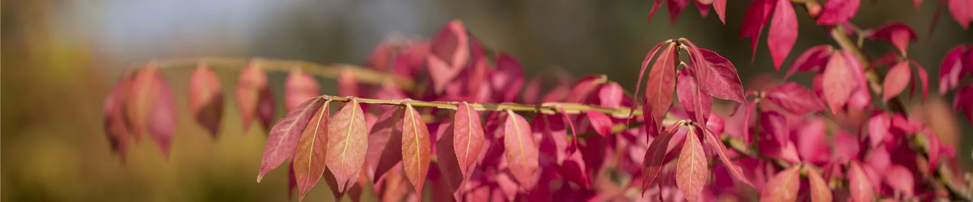 GS428513.jpg GS428513.jpg