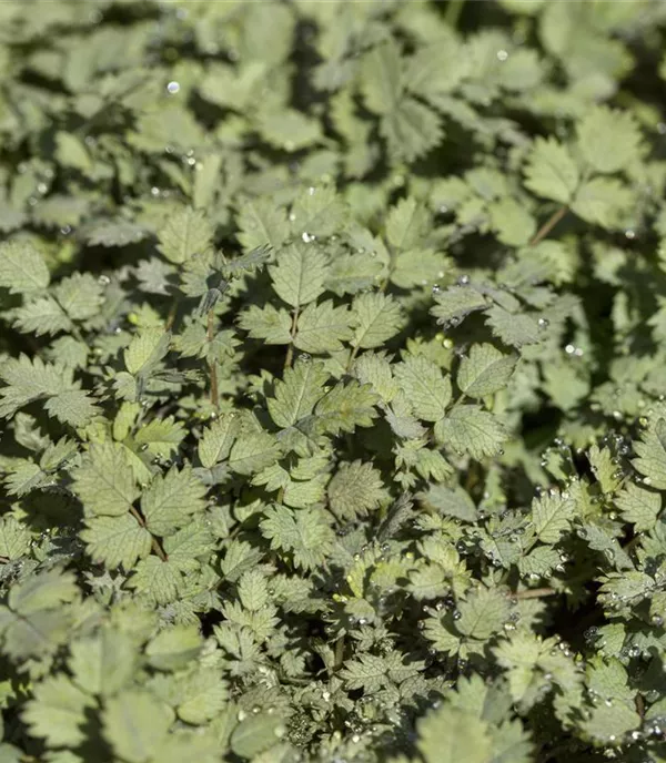 Acaena buchananii