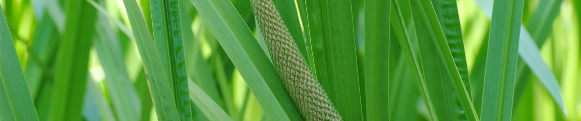 Bodendecker online kaufen | Bauer Baumschulen AG Bodendecker online kaufen | Bauer Baumschulen AG