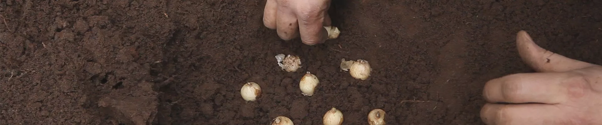 Bodendecker online kaufen | Bauer Baumschulen AG Bodendecker online kaufen | Bauer Baumschulen AG