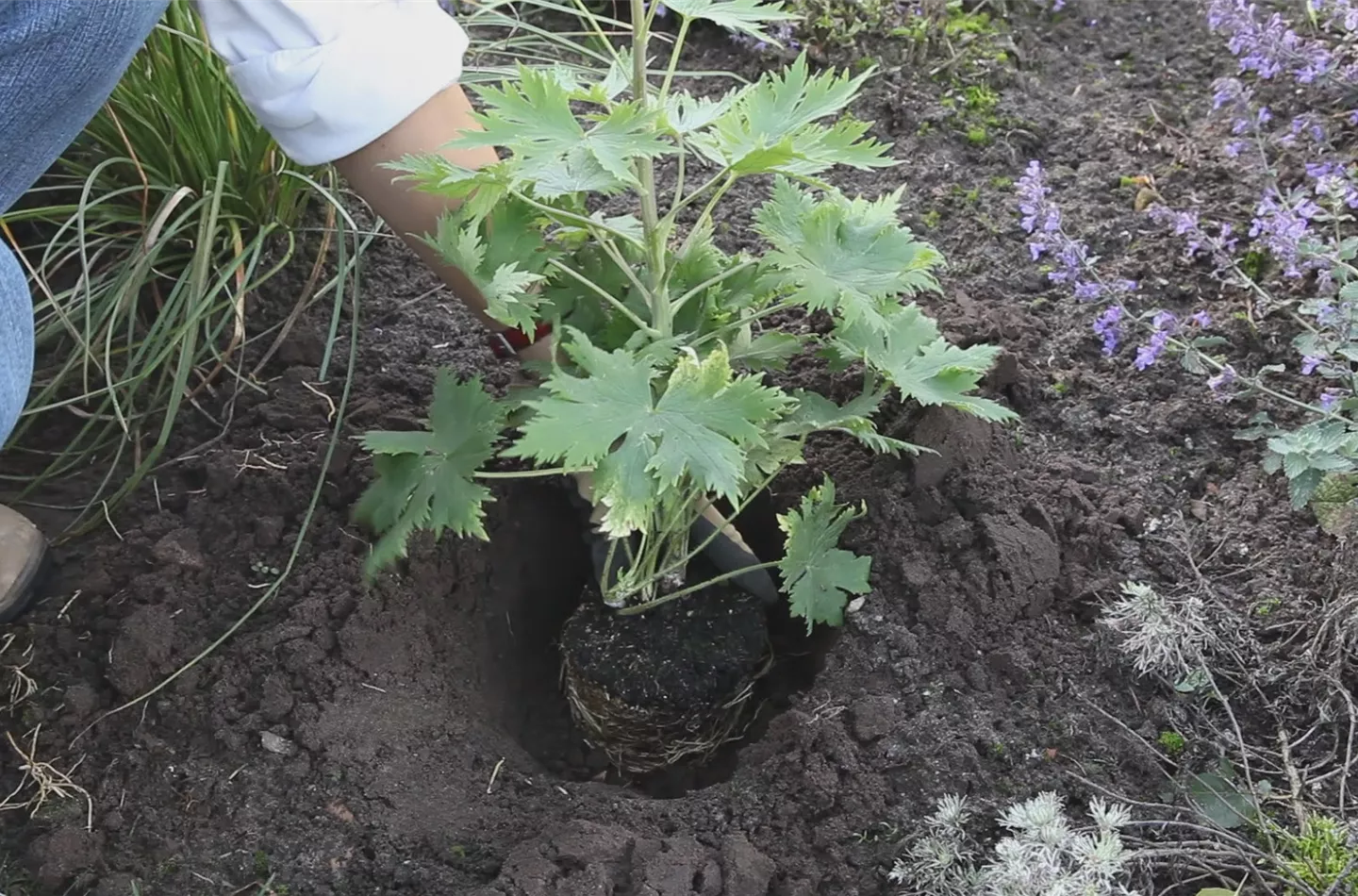 Rittersporn - Einpflanzen im Garten