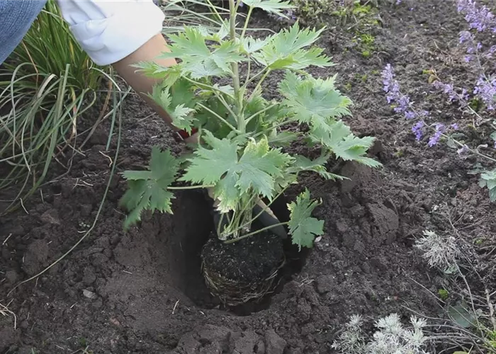 Rittersporn - Einpflanzen im Garten