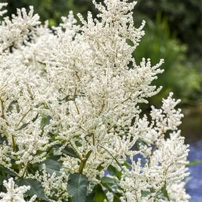 Topfgrösse 0.5 Liter - Waldgeissbart - Aruncus dioicus