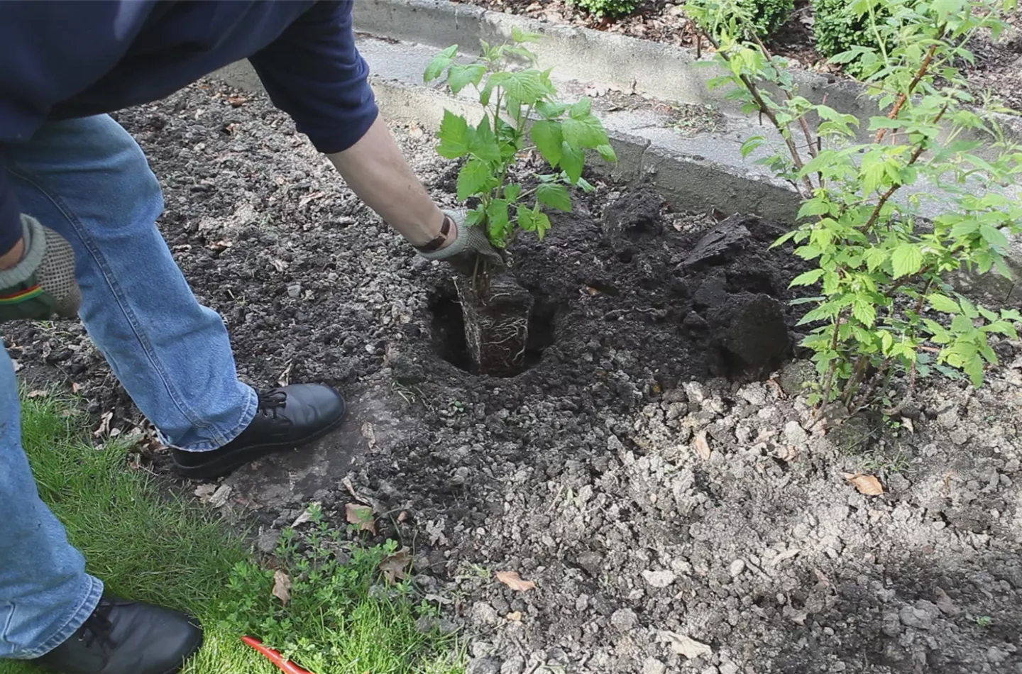 Himbeeren - Einpflanzen im Garten