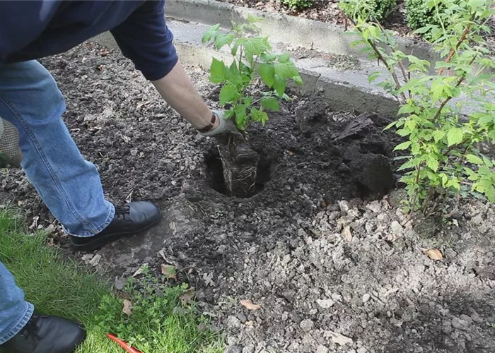 Himbeeren - Einpflanzen im Garten