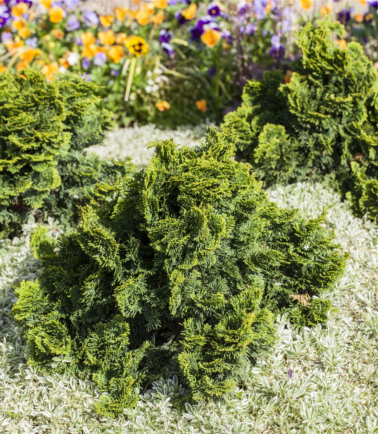 Chamaecyparis obtusa 'Nana Gracilis Compacta'