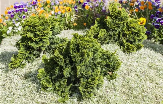 Chamaecyparis obtusa 'Nana Gracilis Compacta'