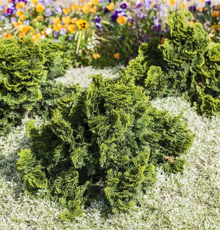 Hinoki-Scheinzypresse - Chamaecyparis obtusa 'Nana Gracilis Compacta'