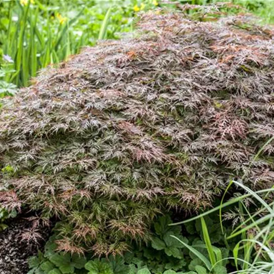 Acer palmatum 'Dissectum Garnet' kaufen - roter Schlitzahorn Acer palmatum 'Dissectum Garnet' kaufen - roter Schlitzahorn