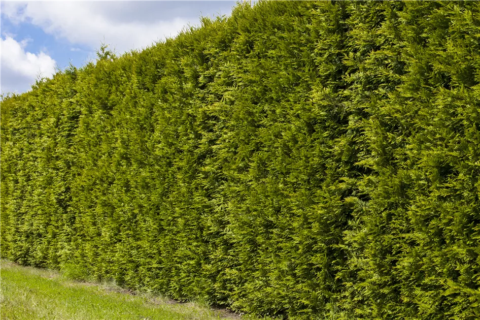 Thuja occidentalis 'Smaragd', Thuja, Lebensbaum
