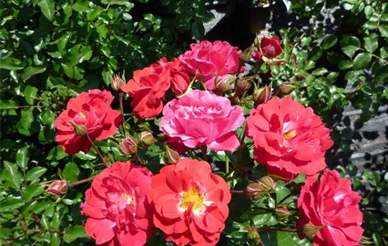 Rosa (Bodendeckerrose) 'Heidefeuer'