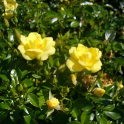 im Container - Kleinstrauchrose 'Loredo'® - Rosa (Bodendeckerrose) 'Loredo'