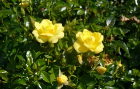 Rosa (Bodendeckerrose) 'Loredo'