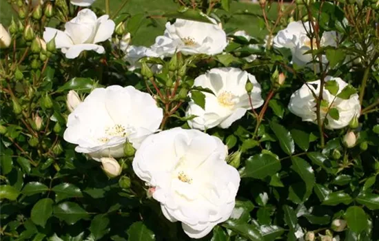 Rosa (Bodendeckerrose) 'Schneeflocke'