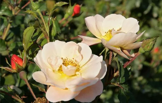 Rosa (Bodendeckerrose) 'Sedana'