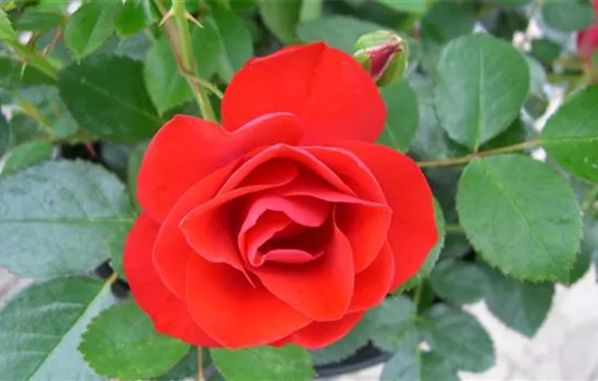 Rosa (Bodendeckerrose) 'Sorrento'