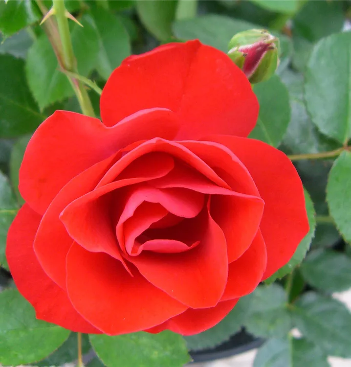 Rosier 'Sorrento'