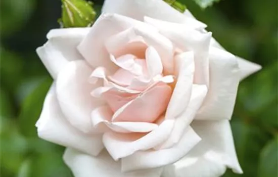 Rosa (Kletterrose) 'New Dawn'