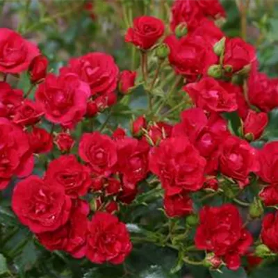 im Container - Beetrose 'Balou'® - Rosa (Floribundarose) 'Balou'