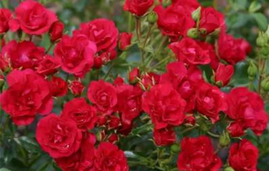 Rosa (Floribundarose) 'Balou'