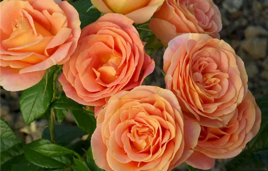 Rosa (Floribundarose) 'Bengali'