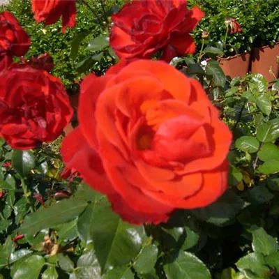 im Container - Floribundarose - Rosa (Floribundarose) 'Chorus'