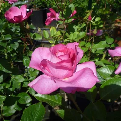im Container - Beetrose 'Deborah'® - Rosa (Floribundarose) 'Deborah'