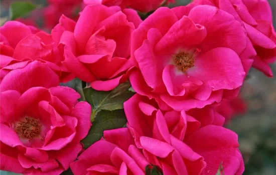 Rosa (Floribundarose) 'Gartenfreund'
