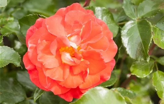 Rosa (Floribundarose) 'Gebrüder Grimm'