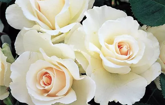 Rosa (Floribundarose) 'Margaret Merril'