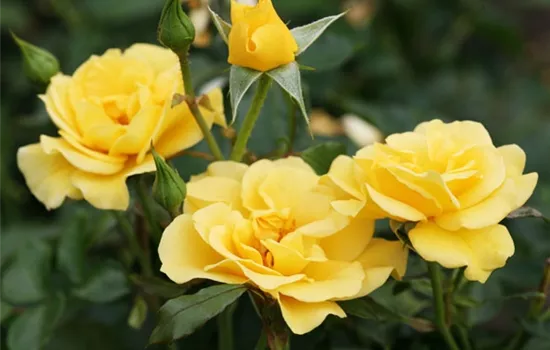 Rosa (Floribundarose) 'Westart'