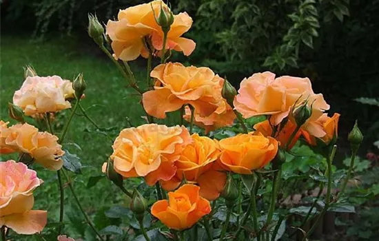 Rosa (Floribundarose) 'Westzeit'