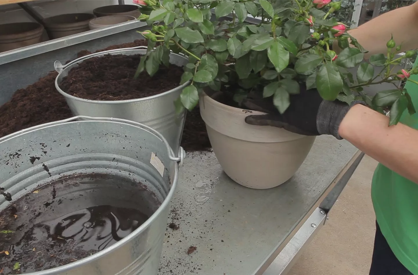 Rosen - Einpflanzen in ein Gefäss