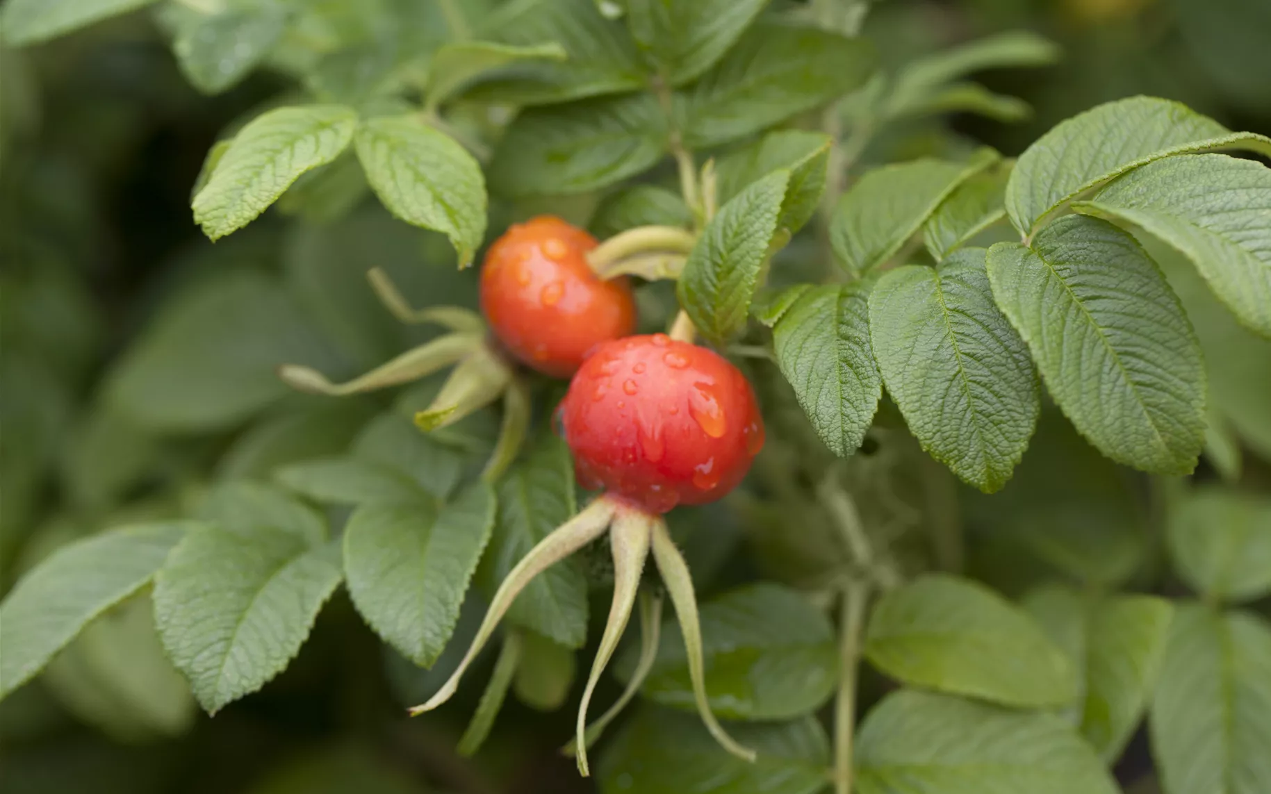 Wildrose