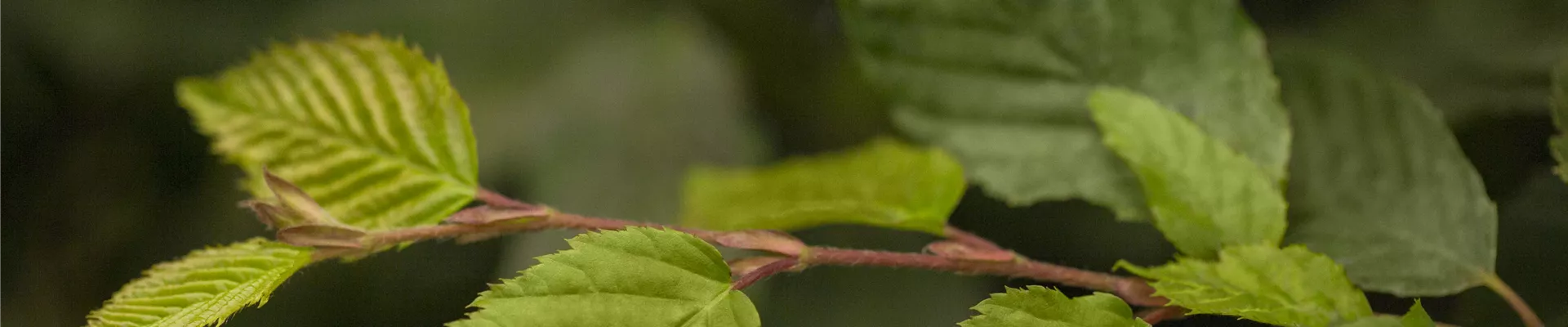 Boutique de plantes Boutique de plantes