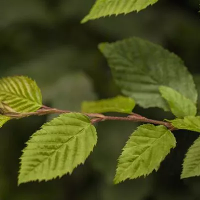 Hochstamm im Container Stammumfang 14 - 16cm - Hainbuche - Carpinus betulus - Solitär