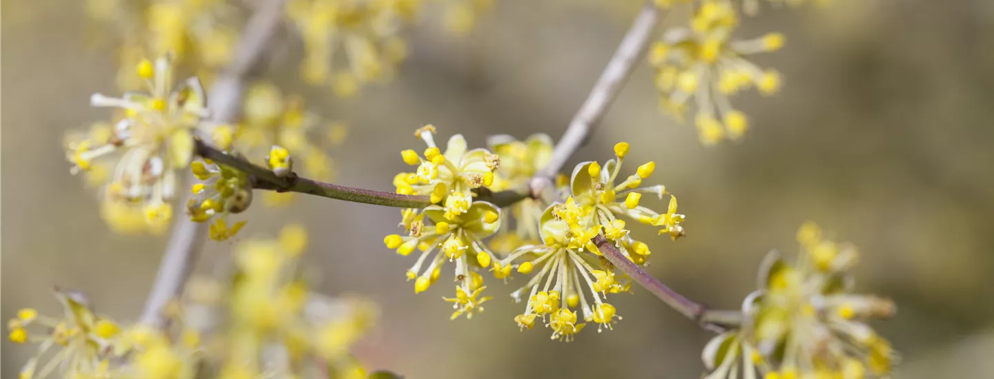 Cornus mas (GS471805.jpg)