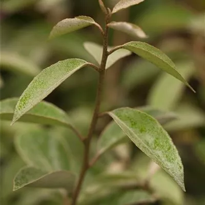 Container 60 - 70 - Ölweide - Elaeagnus ebbingei (x)