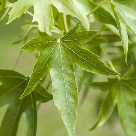 Amberbaum Liquidambar styraciflua kaufen - Herbstfärbung Amberbaum Liquidambar styraciflua kaufen - Herbstfärbung